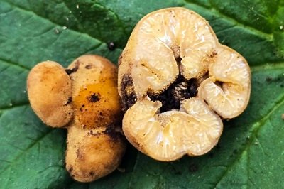 Tuber excavatum