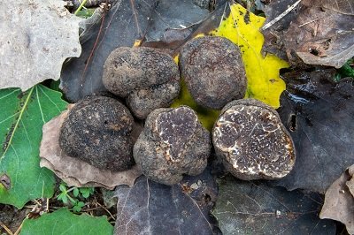 Tuber macrosporum