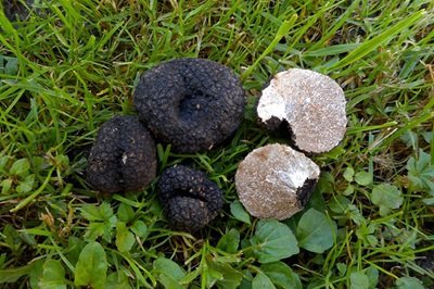 Tuber mesentericum