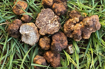 tuber-puberulum1