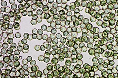 tubifera-ferruginosa12