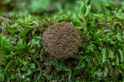 tubifera-ferruginosa7
