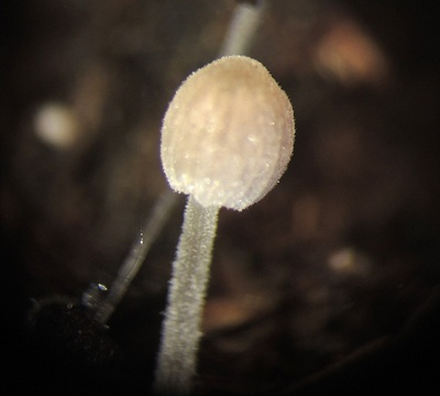 Tulosesus brevisetulosus