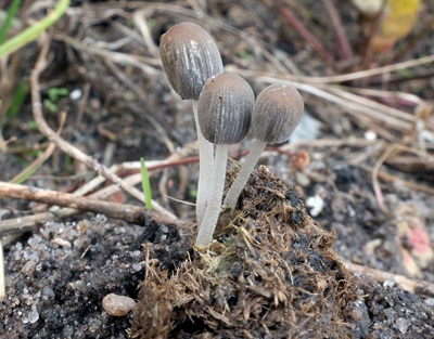 Tulosesus pellucidus