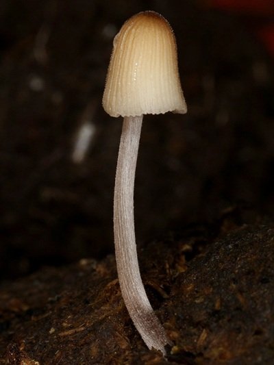 Tulosesus sassii