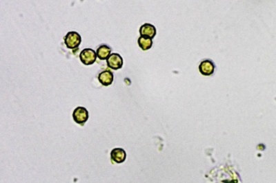 tulostoma-brumale12