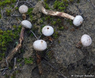 tulostoma-fimbriatum