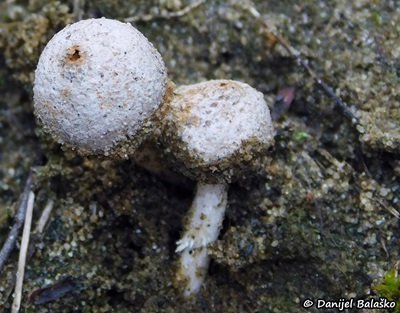 tulostoma-fimbriatum