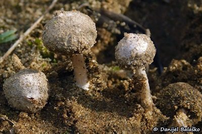 tulostoma-fimbriatum