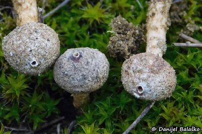 Tulostoma melanocyclum