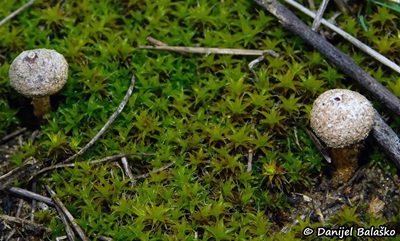 tulostoma-melanocyclum