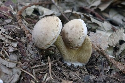 Tylopilus felleus