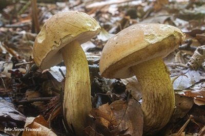 tylopilus-felleus