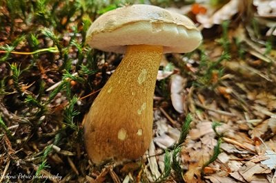 tylopilus-felleus