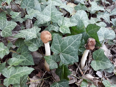 Verpa digitaliformis