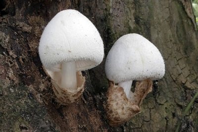 Volvariella bombycina