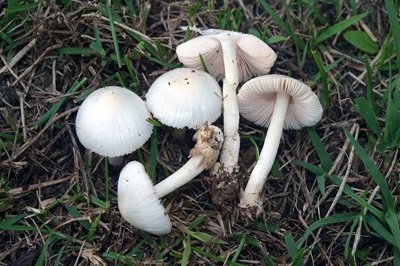 Volvariella pusilla