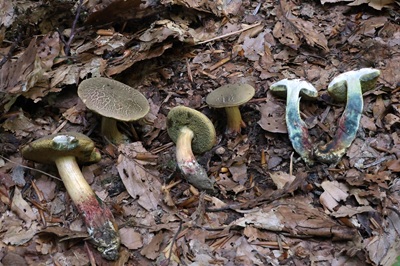 xerocomellus-cisalpinus4