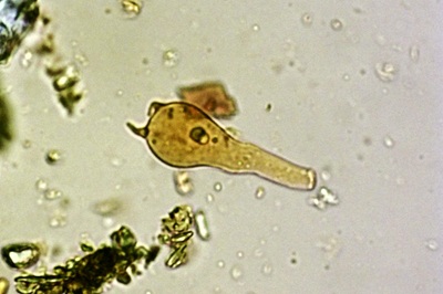 xerocomellus-porosporus7