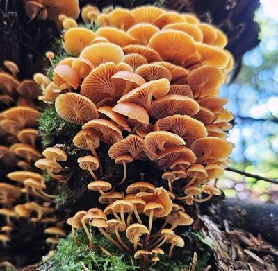 Xeromphalina campanella