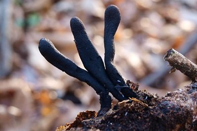 Xylaria longipes