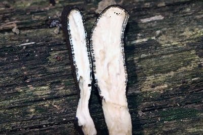 xylaria-longipes1