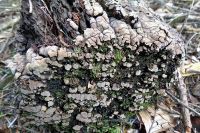 Xylobolus frustulatus