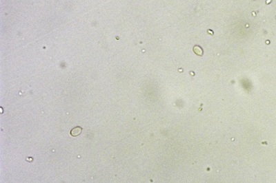 xylobolus-frustulatus11
