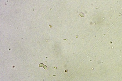 xylobolus-frustulatus12