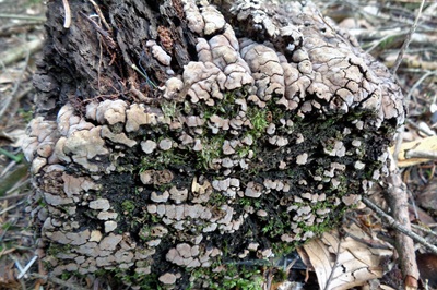 xylobolus-frustulatus2