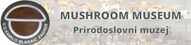 Mushroom Museum - Zagreb